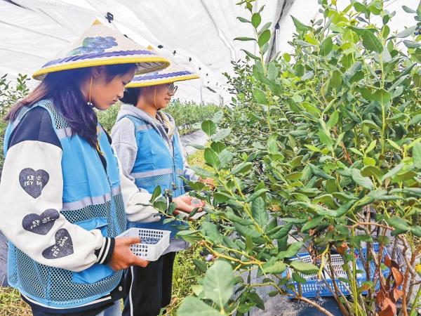 工作人员在高原特色现代农业产业示范园内采摘蓝莓。通讯员 和倩 摄