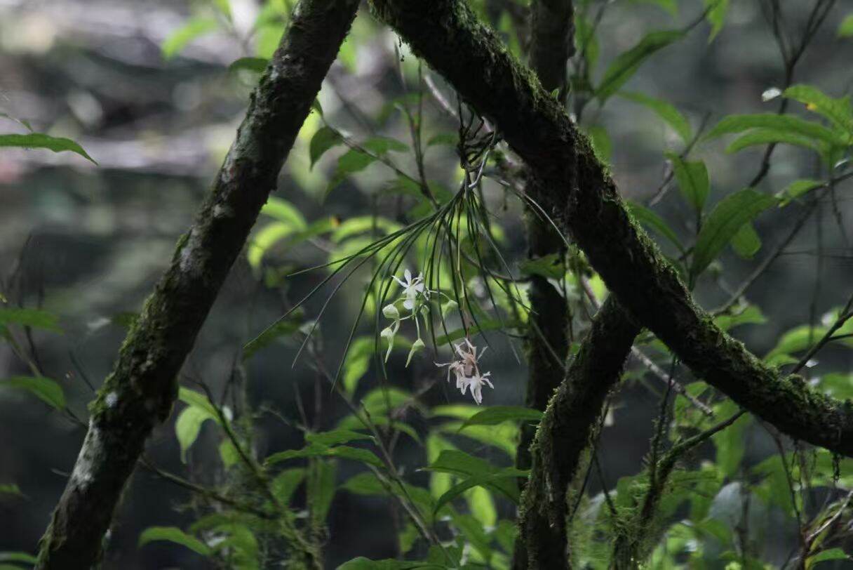 峨眉槽舌兰在峨眉山竞相绽放（图据峨眉山景区）
