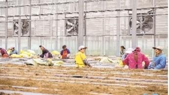 贵阳银行支持的毕节市威宁自治县中垦薯业有限公司培育马铃薯原种。 余军 摄