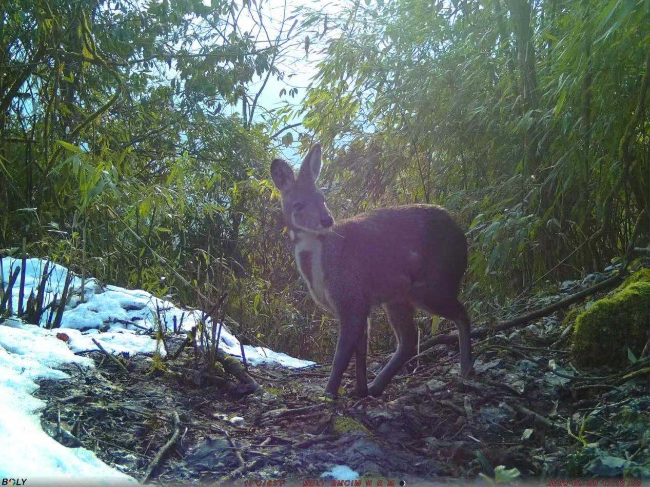 濒危物种林麝被首次在峨眉山拍到（图据峨眉山景区）