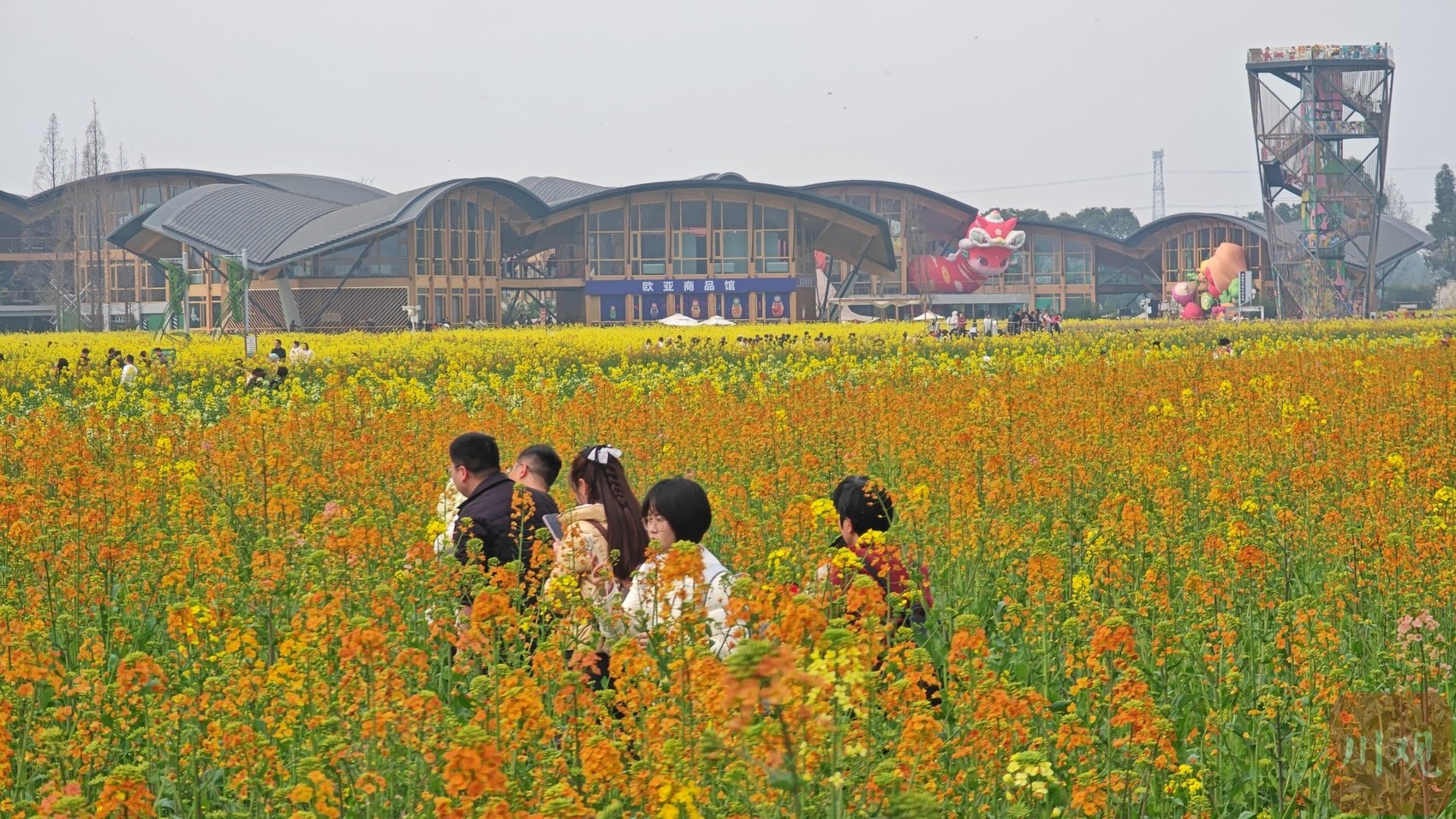成都新津天府农博园的油菜花田。吴枫 摄
