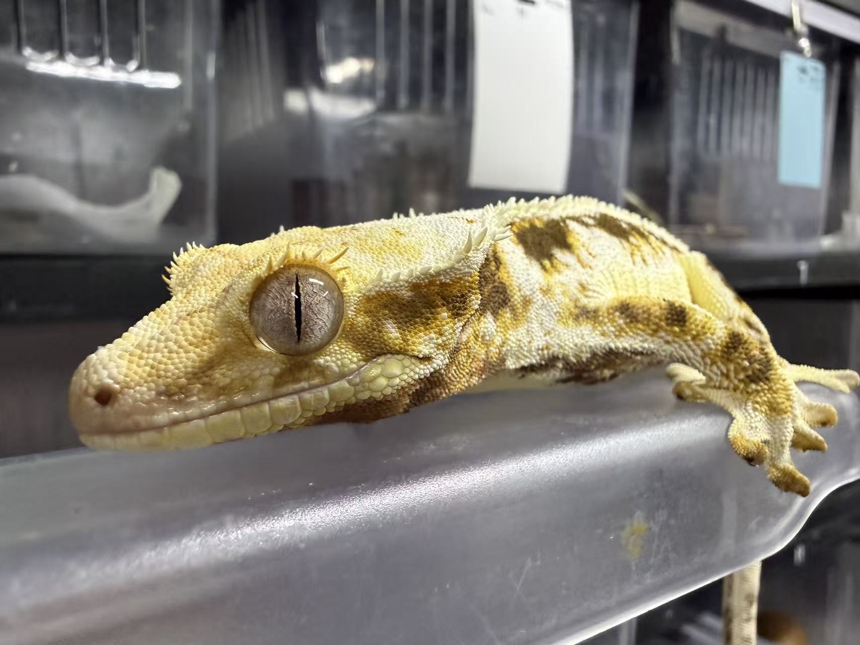 近年来，守宫这类萌宠在社交平台爆火出圈。 吴蓉 摄