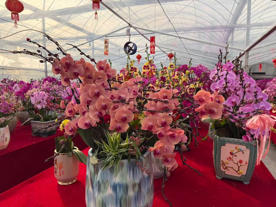 临近马年春节，花博园随处可见奔马造型的蝴蝶兰组盆。 吴蓉 摄