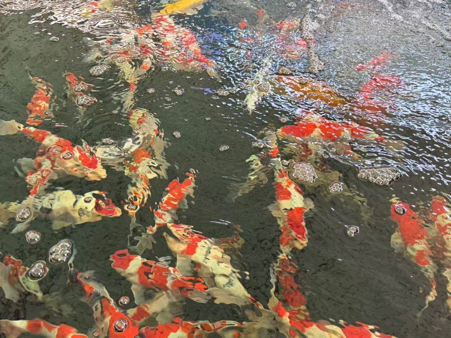 各类品种的锦鲤自在游弋，搅动水面波光粼粼。 吴蓉 摄