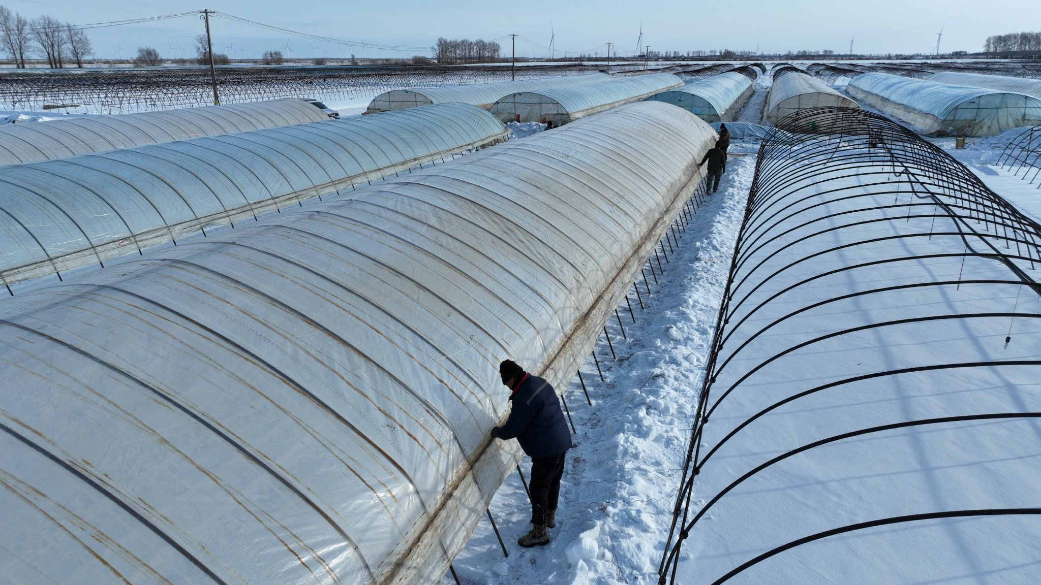 开展水稻育秧大棚清雪扣棚作业