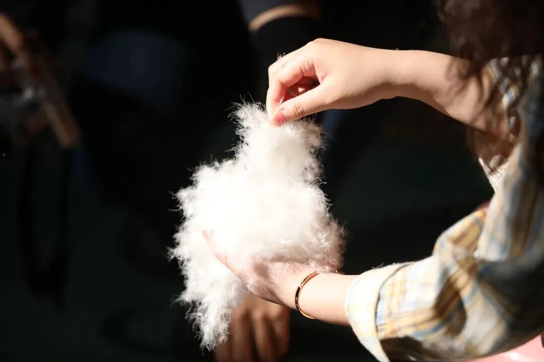 紫荆羽绒蓬松度高。图片来源：吴川发布