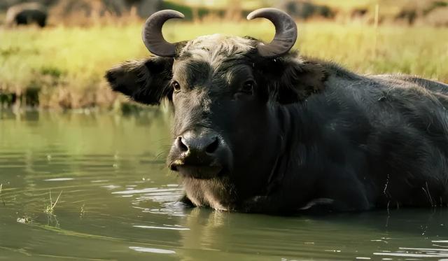 62岁的温州商人吴守允，为何打起退堂鼓？