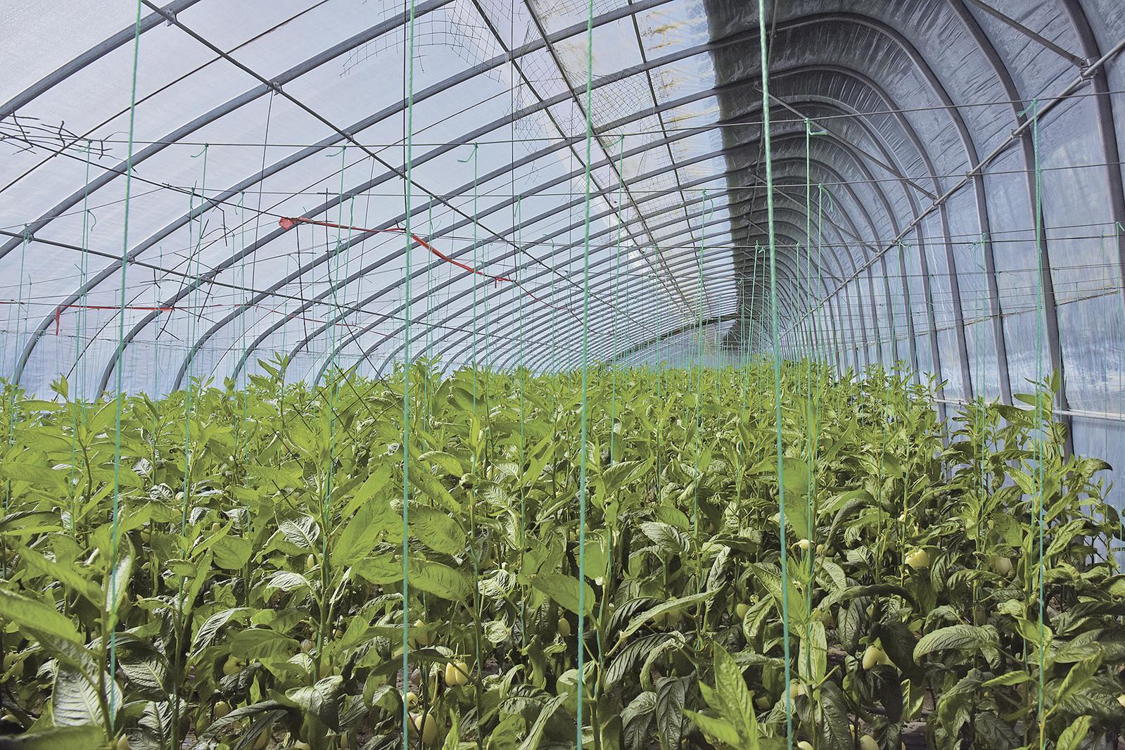 温室大棚内彩椒长势喜人。 庆阳融媒记者 白勇涛 摄