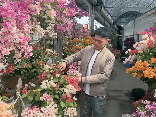 图为长福村村民王佳伟正在修剪花枝。 农民日报全媒体记者 祖爽 摄