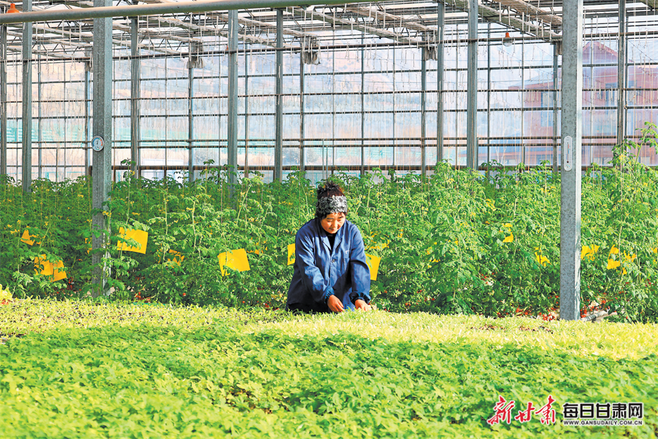 菜农正在管护蔬菜。本组图片均由新甘肃·甘肃日报通讯员 后斌玉 摄