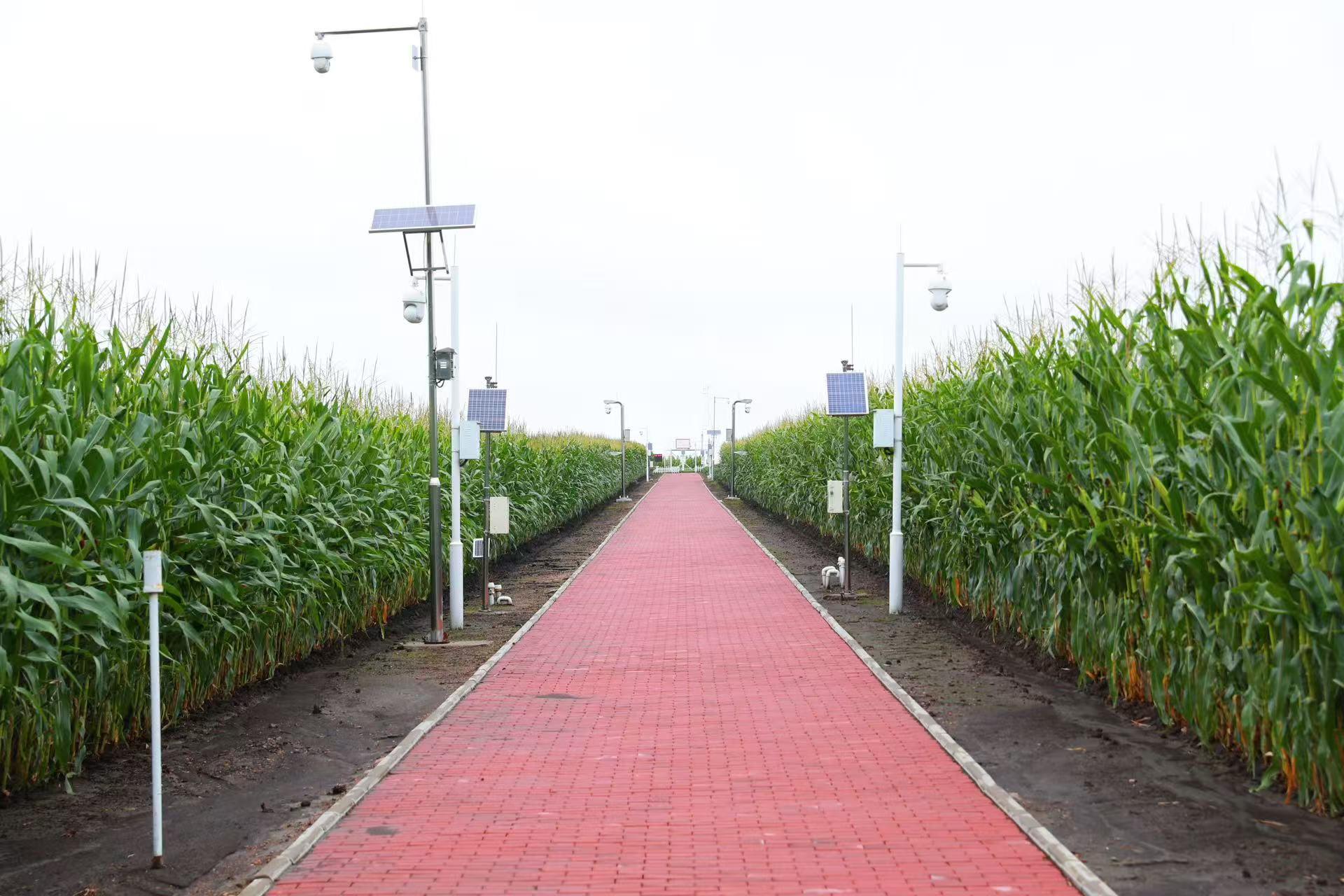 夏管期间的赵光农场农业科技服务中心田间物联网设备