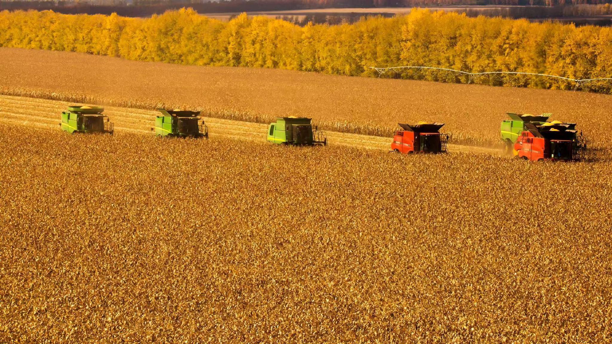 秋收期间，规模家庭农场集中收获玉米