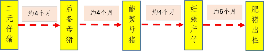 资料来源：中国畜牧业协会、山西证券研究所