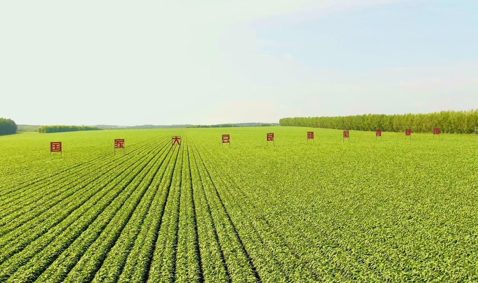夏管期间的赵光农场大豆良种繁育基地