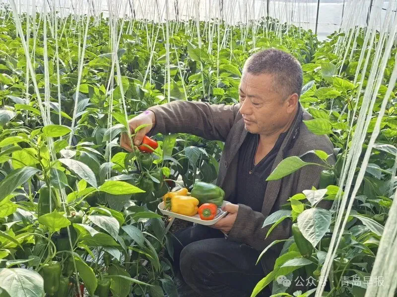 种植户在采收彩椒。资料图片