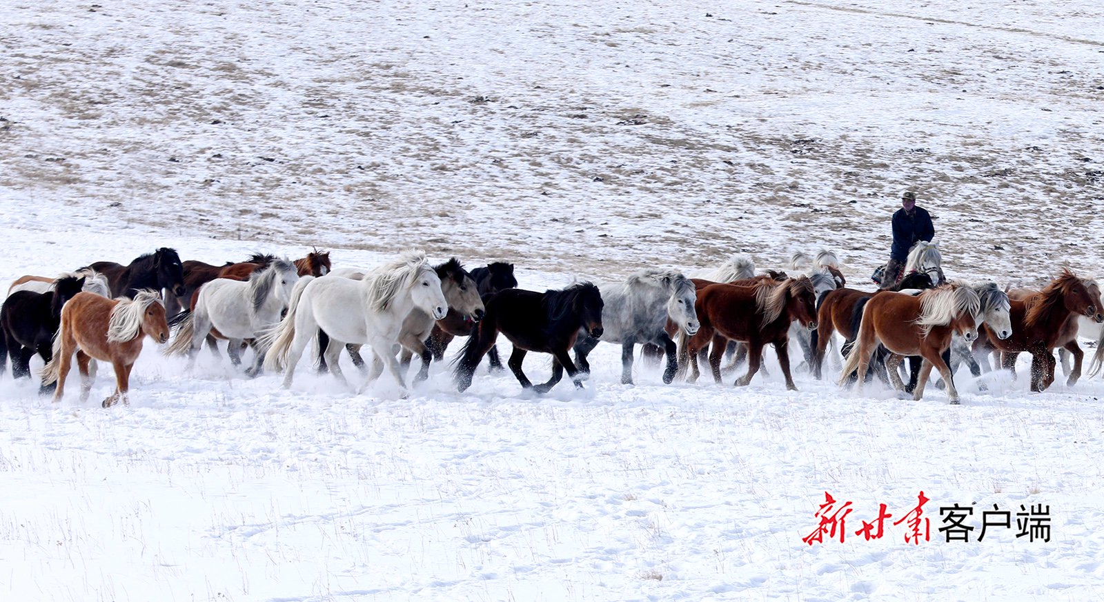 肃南县：骏马踏雪迎新春