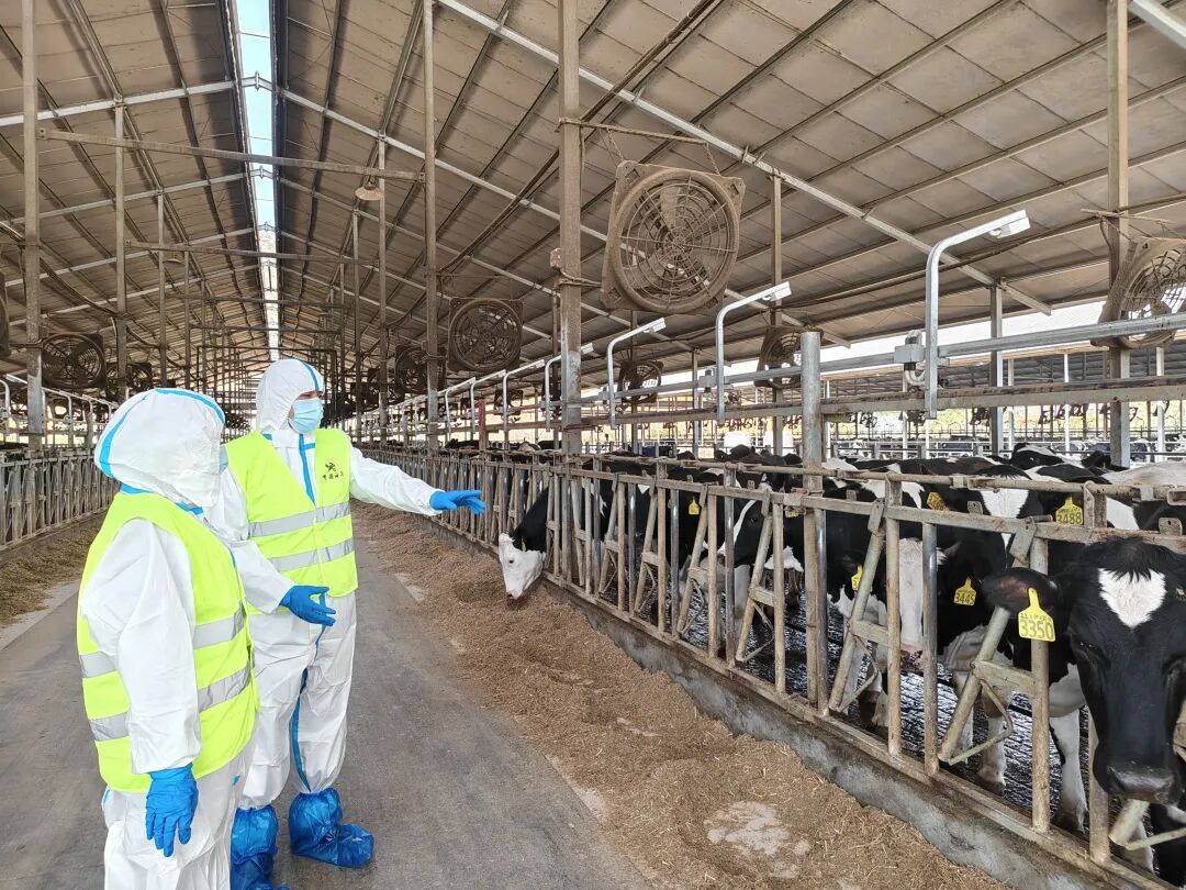 罗定海关工作人员深入温氏现代化牧场开展现场监管工作