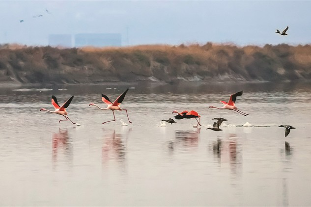 ▲火烈鸟飞抵盐湖过冬
