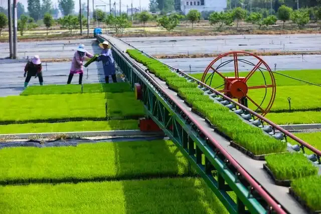 光山縣羅陳鄉張樓村青龍河合作社，社員在用移動式水稻秧苗輸送機擺放秧盤。