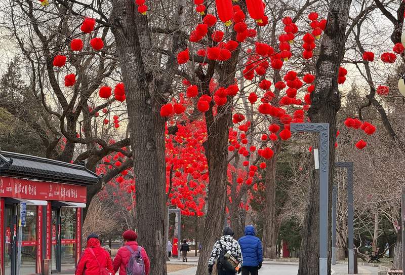 龙潭公园树上挂满红色灯笼。新京报记者 王贵彬 摄