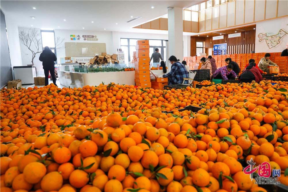 紅美人柑橘喜獲豐收。萬正初 攝