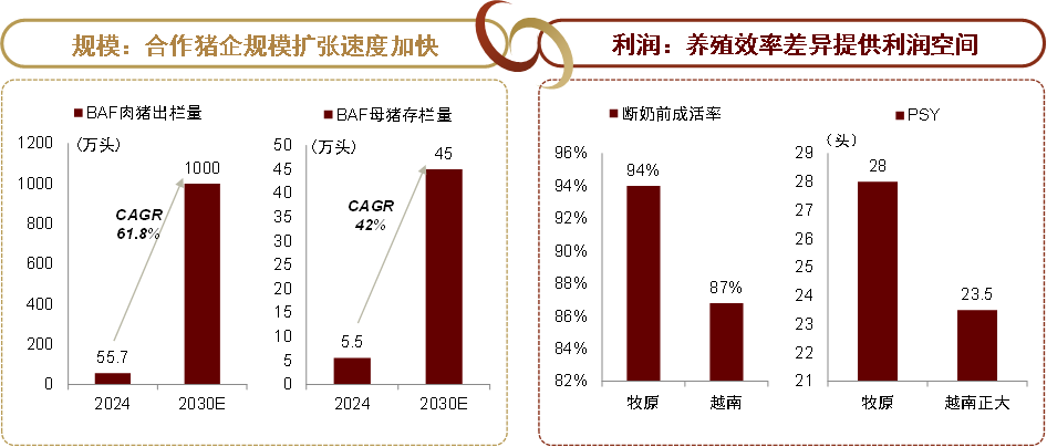 注：越南数据为2024年资料来源：公司公告，Viedata，Pig333，中金公司研究部