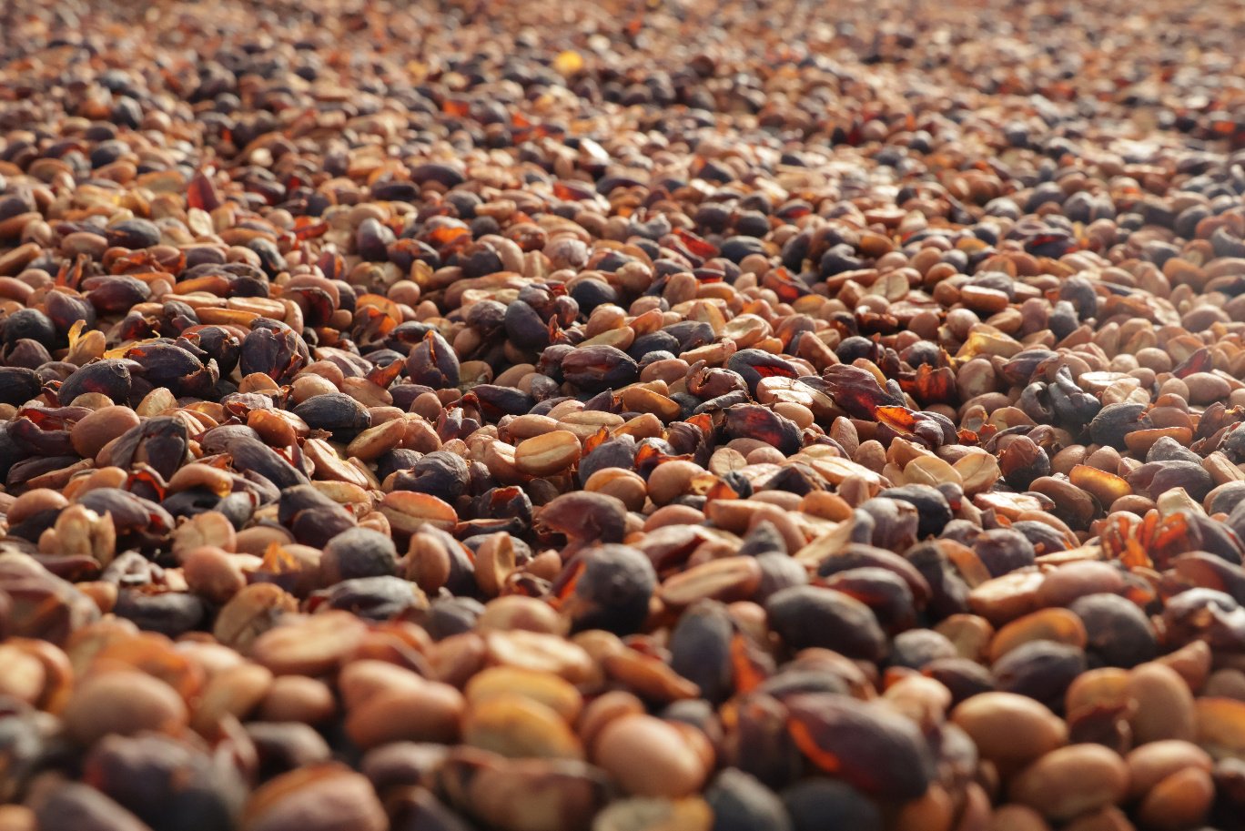 臨滄咖啡豆喜獲豐收。張之譯攝