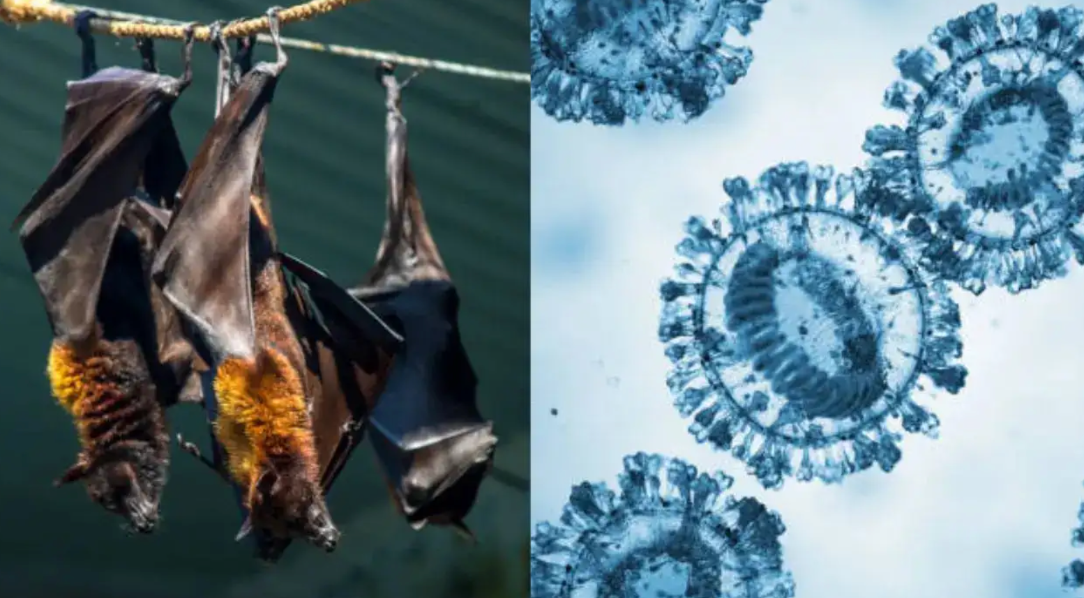 孟加拉国发现新蝙蝠病毒感染病例，症状与尼帕病毒相似