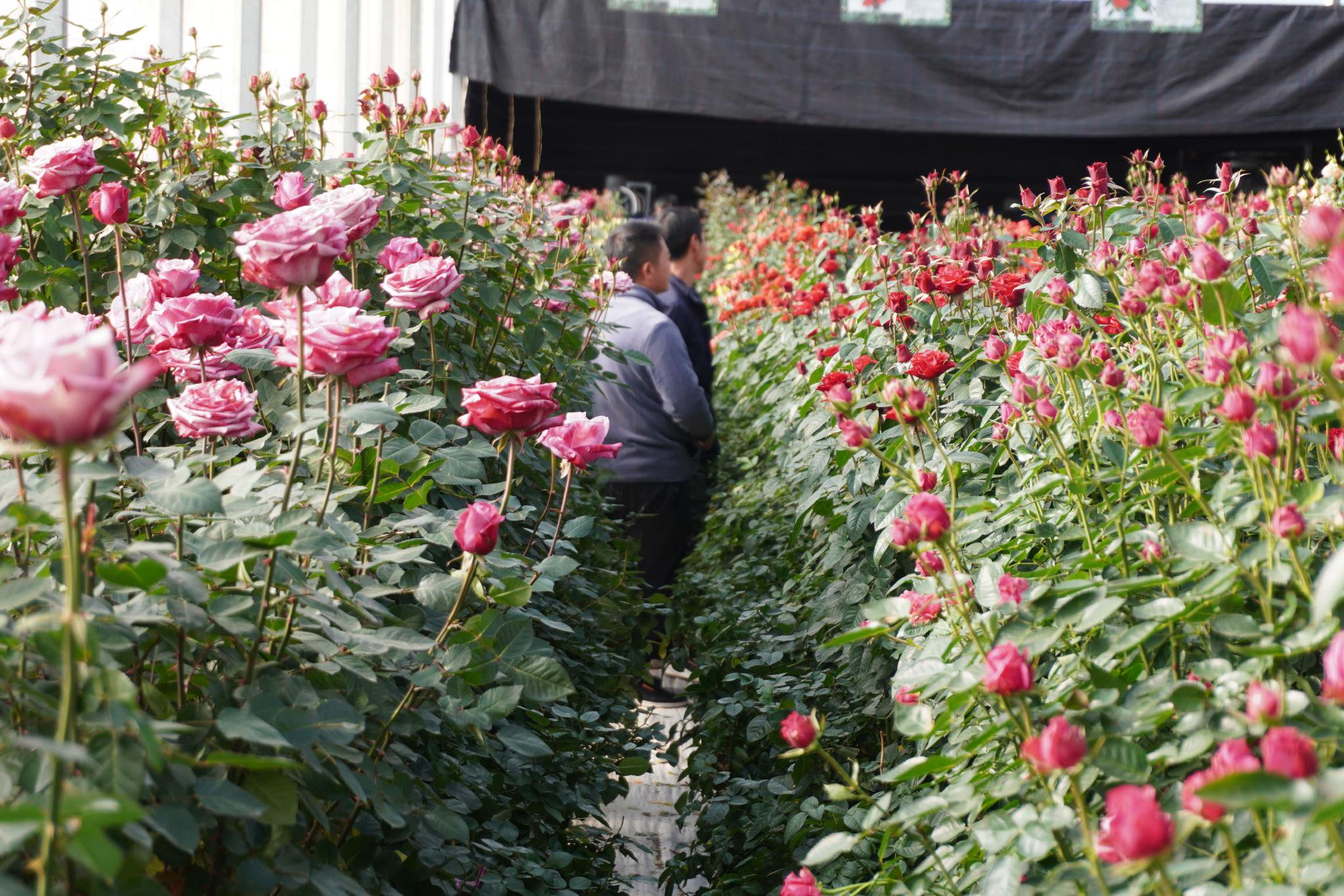 雲南雲秀花卉有限公司在玉溪市通海縣舉行首屆自主研發新品種推介會 王劍釗 攝