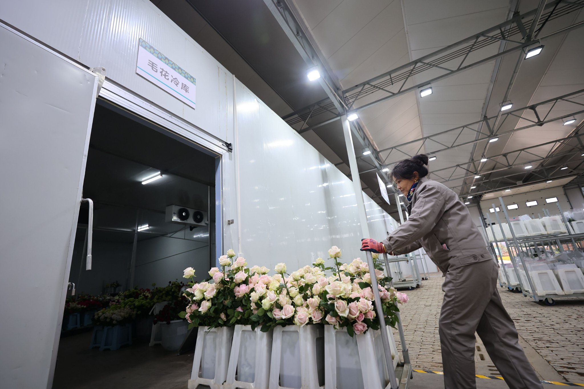 麗江現代花卉產業園 胡妤雅 攝