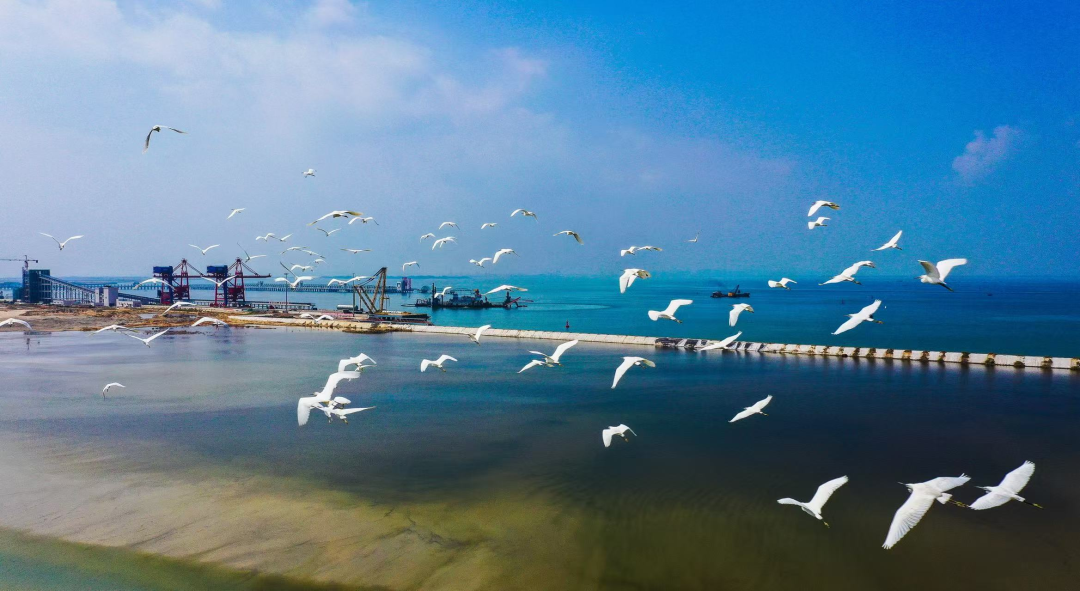 秉持工业发展与生态保护和谐共生,白鹭翩跹映衬码头绿色发展画卷。
