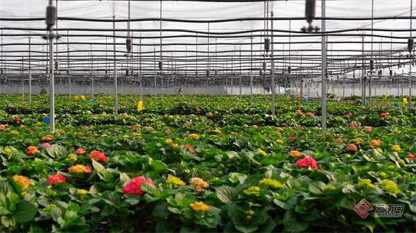 姚安县滇芸花卉基地种植的绣球花