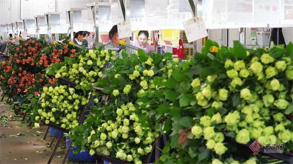 工人正在包装采收后的鲜切花