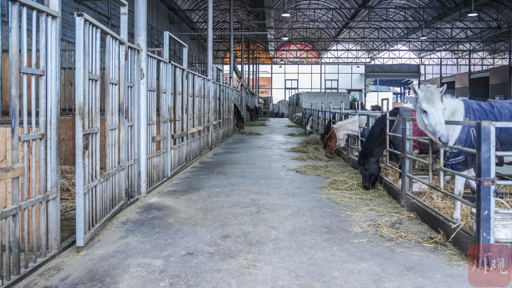 从小众到大众，这帮年轻人想让更多人感受马背上的乐趣丨青春经济正当时