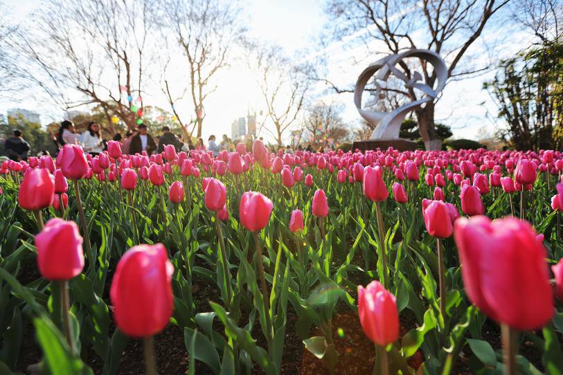 翠湖公園內，鬱金香競相綻放。高吳雙 攝