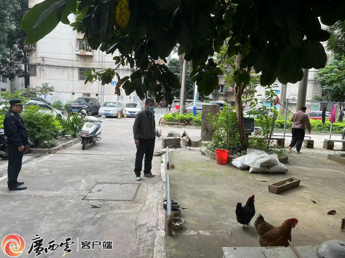 南寧市西鄉塘區城管執法隊員在社區處理居民養殖投訴問題。覃莉玲 攝