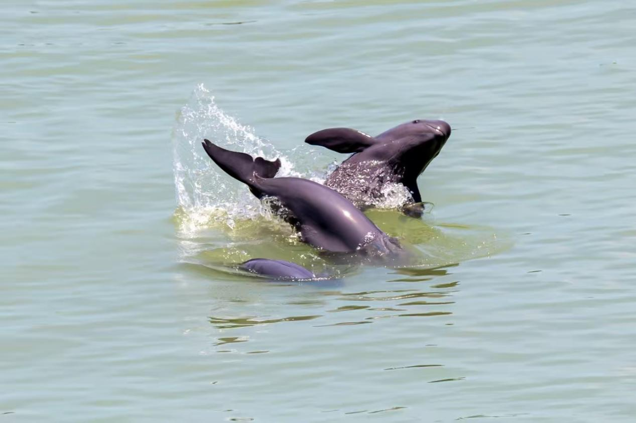 在长江宜昌段葛洲坝下游江面上，三头江豚在追逐嬉戏（央广网发 杨河 摄）