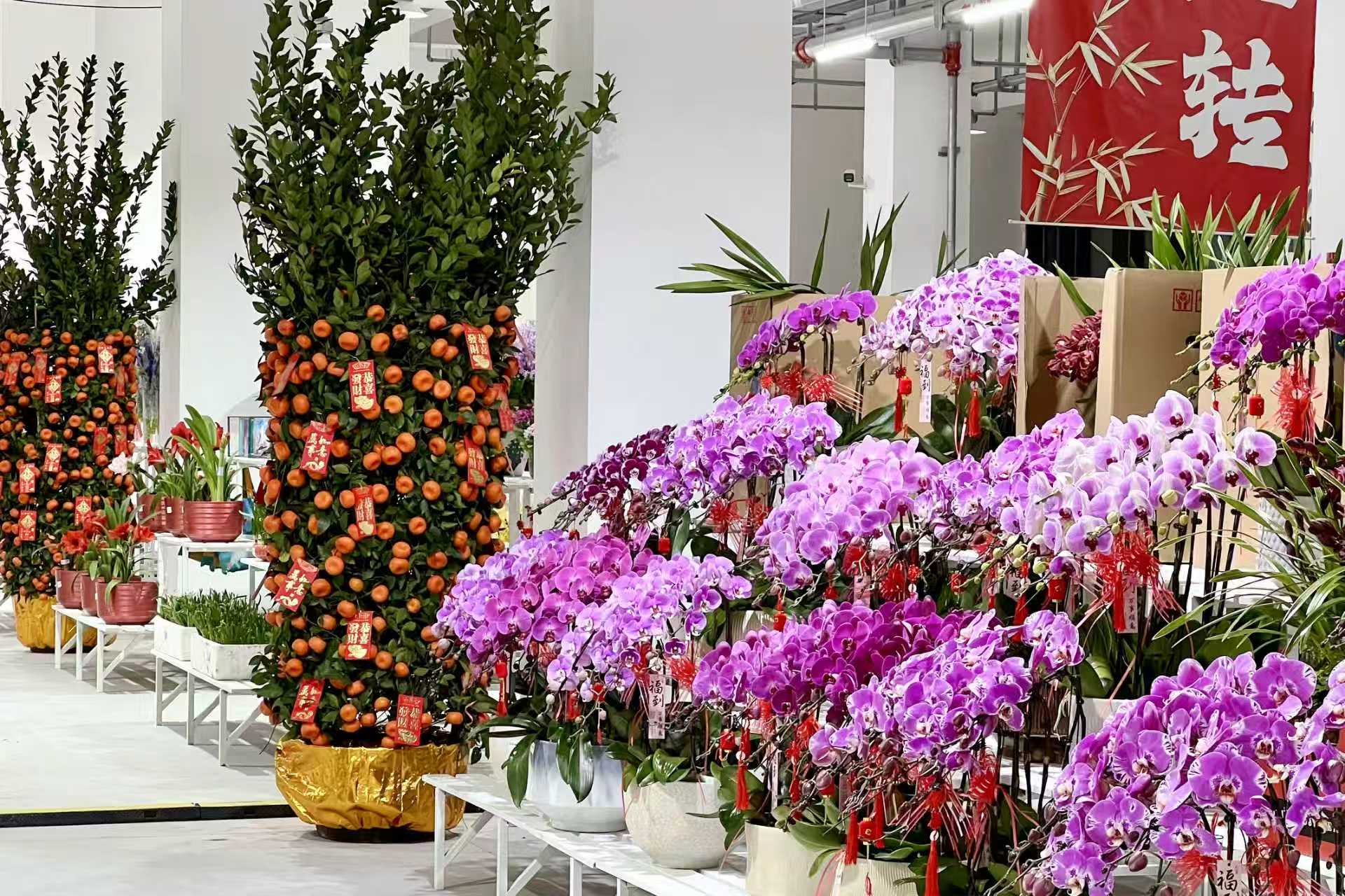 蝴蝶兰正热销。劳动报记者李美慧 摄影