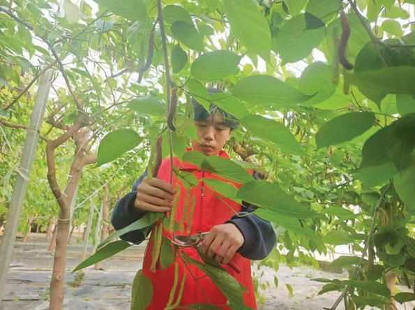 图为大学生农业职业经理人在修剪树枝。