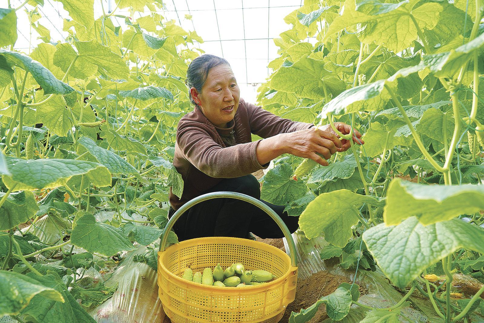 务工人员在采摘白黄瓜。 庆阳融媒记者 路世玲 摄