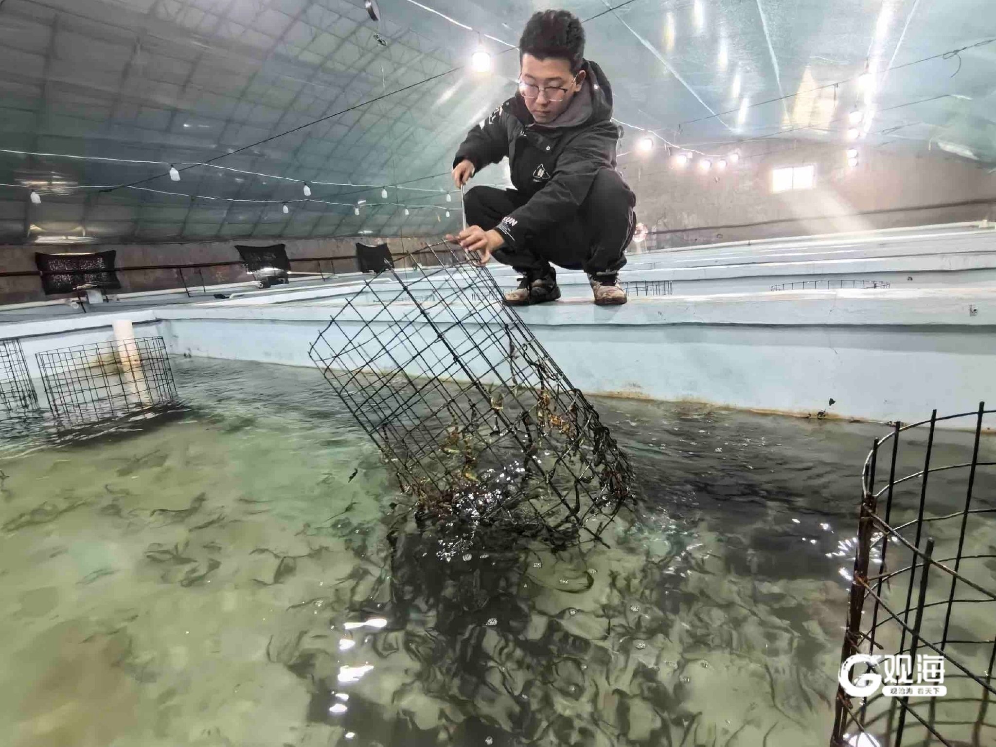 万延廷观察海马生长情况。