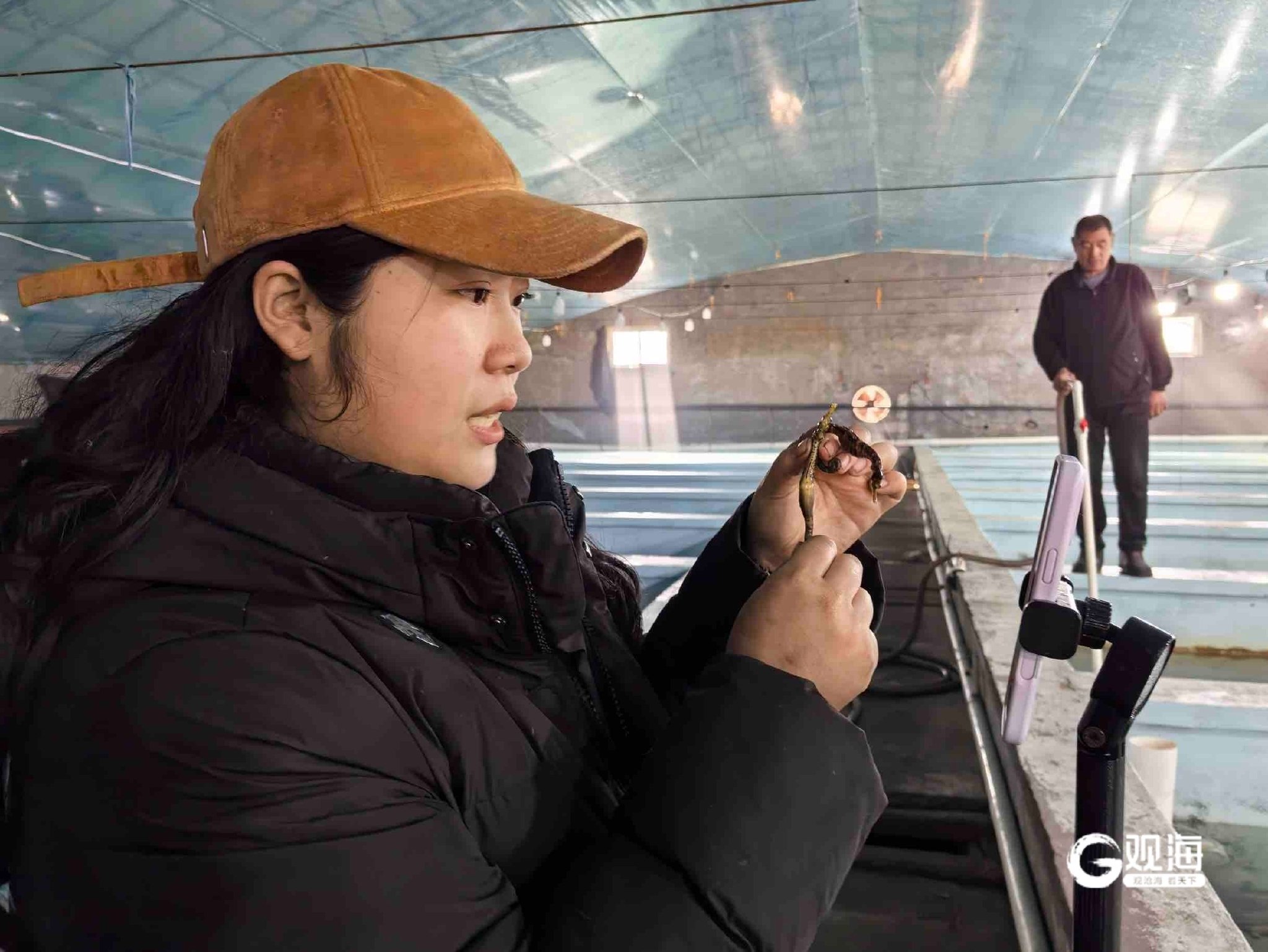 王琀瑢直播介绍海马养殖情况。