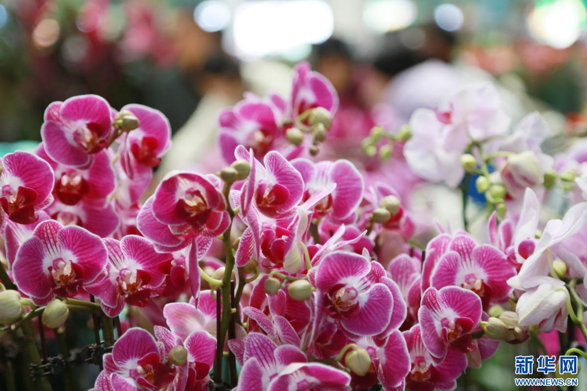2月8日，云南昆明斗南花卉市场内等待售出的鲜花。新华网发（薛莹莹 摄）