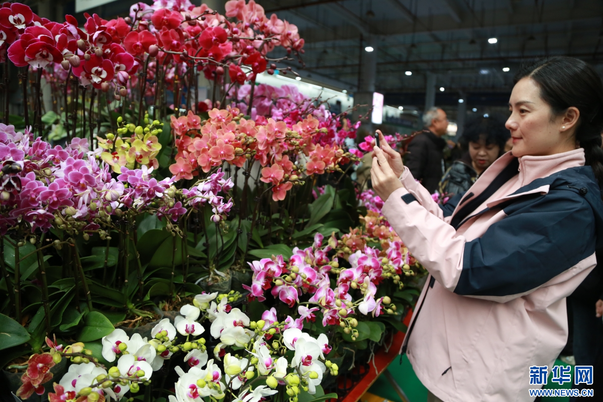 2月8日，游客在云南昆明斗南花卉市场选购鲜花。新华网发（薛莹莹 摄）