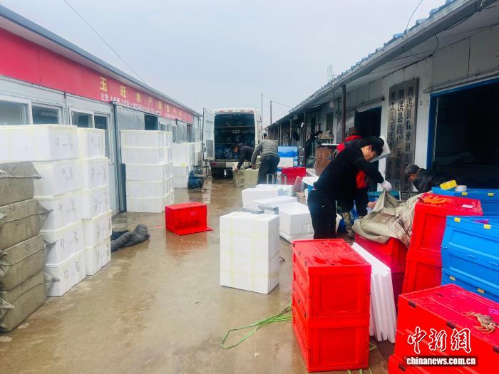 完成分揀的螃蟹裝入保溫箱，由工人搬運至冷鏈車輛。泗洪縣委宣傳部供圖