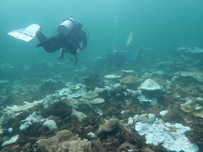 图25｜珊瑚白化监测（图源自BMRI）