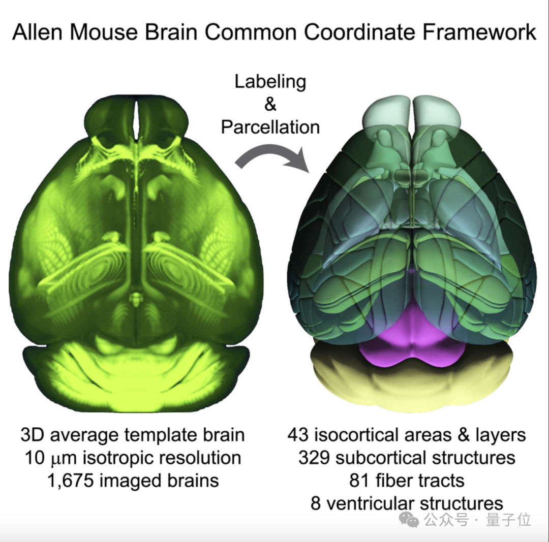 人类画了100年的脑图，AI仅用几小时！还绘制出新脑区