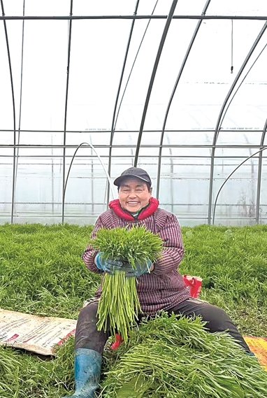 外沙村村民在收获大棚里种植的芦蒿。资料图片