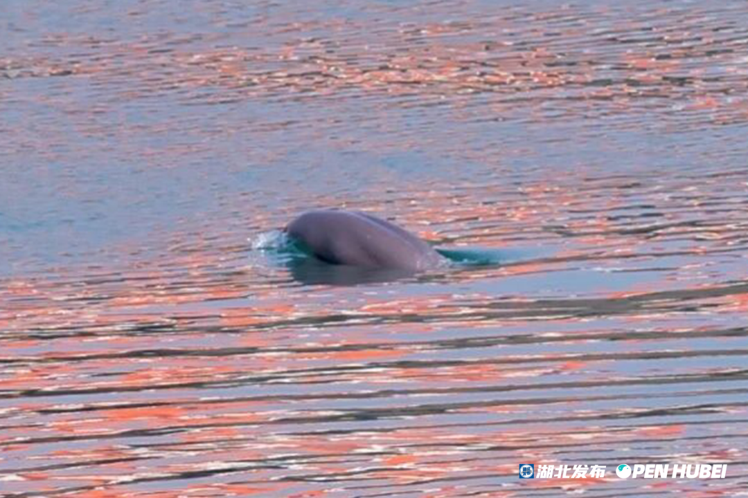 △疑似怀孕的江豚