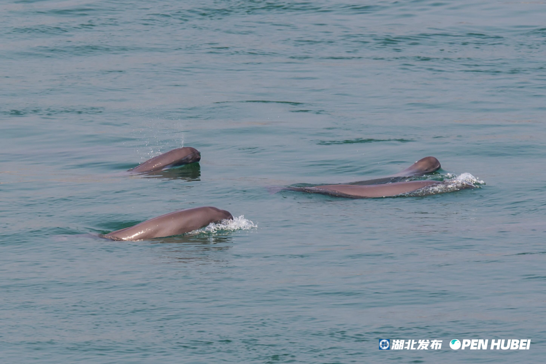 △杨河拍到的江豚一家四口（近处这只腹部隆起的江豚疑似已怀孕）